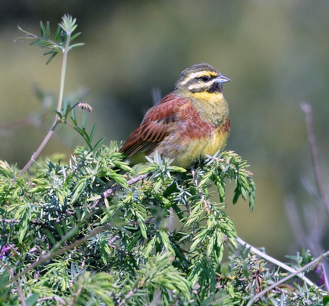 Un curiosone....di Zigolo nero  (Emberiza curlus)